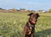 8 month old female family dog lab x collie