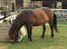 Exmoor 12 year old mare