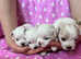 Pedigree Maltase puppies