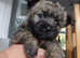 Pedigree kc cairn terrier puppy available