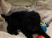 Reduced Beautiful miniature poodles 2 girls 1 boy left