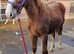 Lovely Flashy Irish Draught Colt