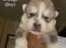 Siberian Husky Cross Alaskan Malamute Puppies For Sale