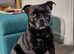 Well bred Staffordshire bull terrier puppies