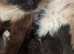 Beautiful kittens