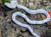 Axanthic Blonde Trans Pecos Rat Snake at Birmingham Reptiles