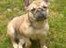 2 female French bulldogs