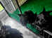 Scottish terrier puppies