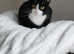 Female siblings needing new home
