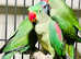Stunning baby alexandrine parrot