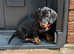 Gorgeous Pedigree mini / midi Dachshunds - Lancashire - available from 29th April