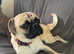 PUG X READY TO LEAVE