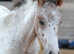 Red leopard Appaloosa colt