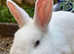 White male Rabbits