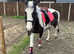 13.3hh ride and drive mare