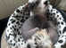 Chinese Crested Hairless Puppy boy