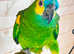 Stunning young blue fronted Amazon parrot