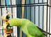 Beautiful Indian Ringneck talking parrot