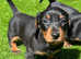 Kc registered Miniature dachshunds