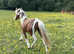 Stunning Yearling Show Filly
