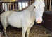 Grey cob mare