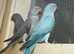 Stunning blue Indian ringnick parrot