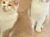 British Shorthaired cream and white kittens