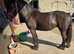Beautiful cob x mare