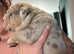 English bulldog chunky puppies