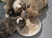 American bulldog cross old tym bulldog