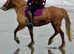 Icelandic Mare 14hands run dun