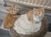 Gorgeous kittens