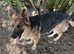 Kcreg blue and tan German shepherd
