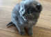 Smokey blue kittens