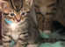 Three cute little boy kittens for sale