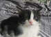 I have wry nice and quit kittens ready to go to nice family