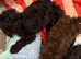 TOY CAVAPOO PUPPIES last 2