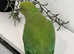 Stunning baby Indian ringnick parrot