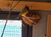 Male Gouldian finches