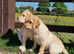 Female health checked Labradors retreivers ready to leave.