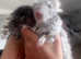 Two male chinchillas for sale. Baby and young dad