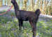 Female and male llamas