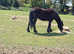 Stunning 6 year old mare 13.1 /13'2hh