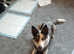 Border collie cross husky