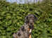Unique hybrid dobermann puppies
