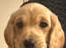 Gorgeous Labradoodles - ready now!