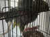 DNA Female Blue Fronted Amazon
