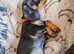 Miniature Smooth Haired Dachshund puppies-two boys left