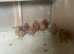 Racing Pigeons for sale