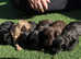 5 shihpoos left